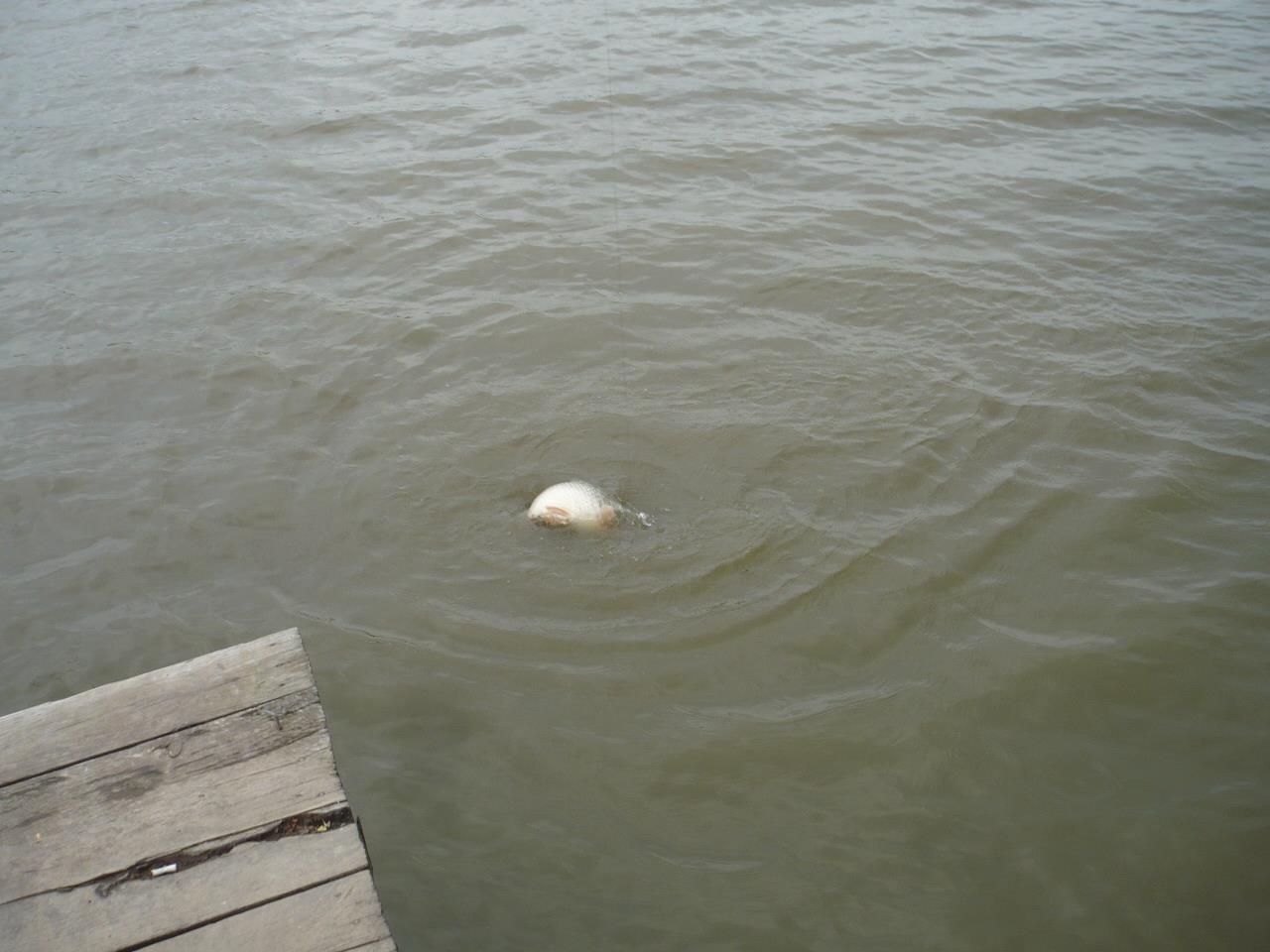 Magura 9 - 25.APR.2014 - p1020306.JPG